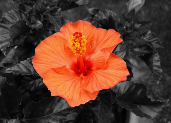 Blüte