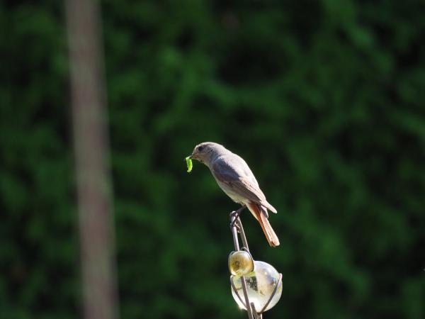 der späte Vogel fängt die Raupe /Rotschwänzchen im Garten