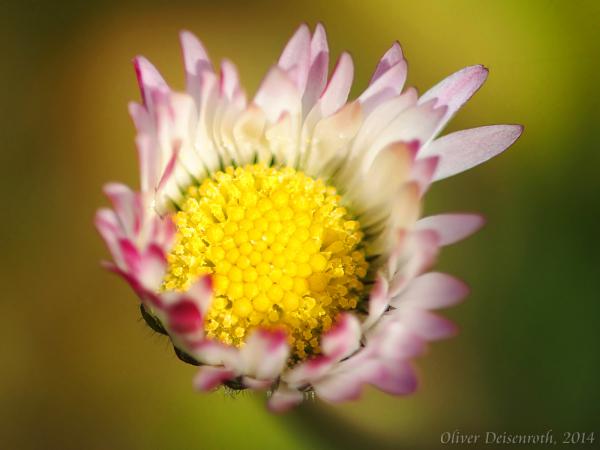 Gänseblümchen Welten