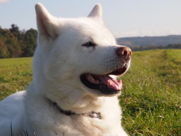 Hundeporträt Nr.2 (Akita Inu)