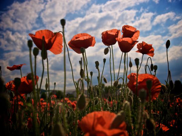 Sommer