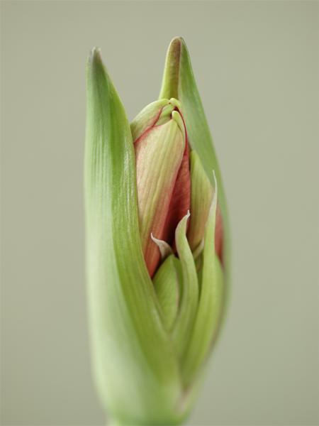 amaryllis 01
