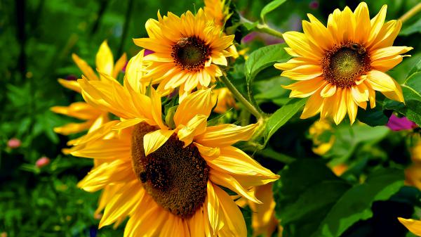 Sonnenblumen