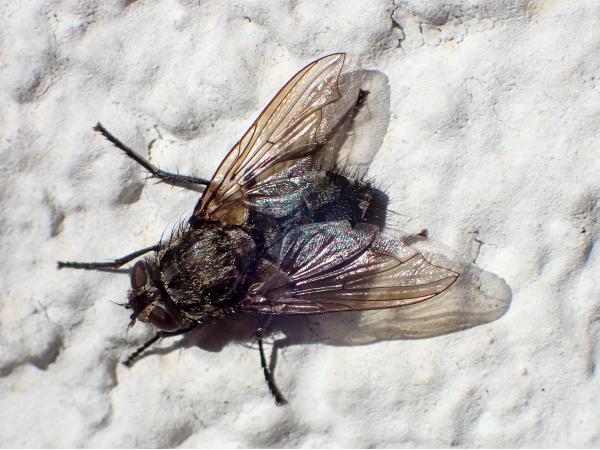 Die Fliege
