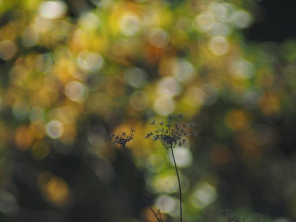 Bubbles im Herbst