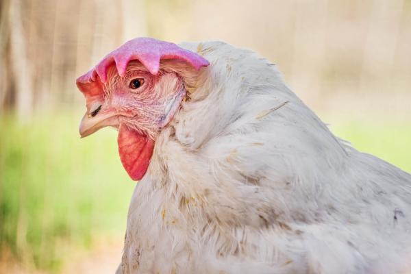 Huhn freilaufend in der Hallertau