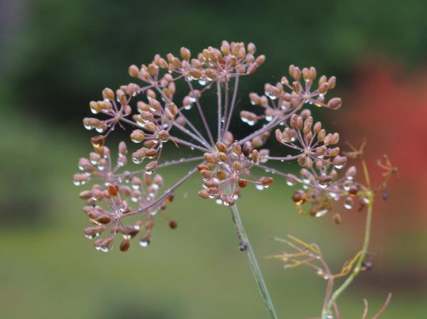 erste Gehversuche Macro Elmar R 4/100  III