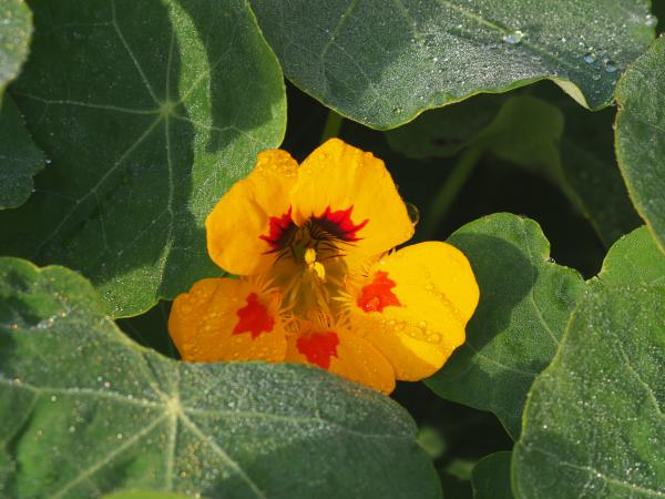 erste Gehversuche Macro Elmar R 4/100  II