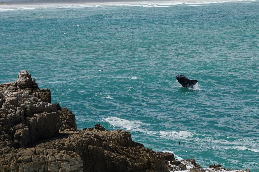 Tischstativ (als Reisestativ)