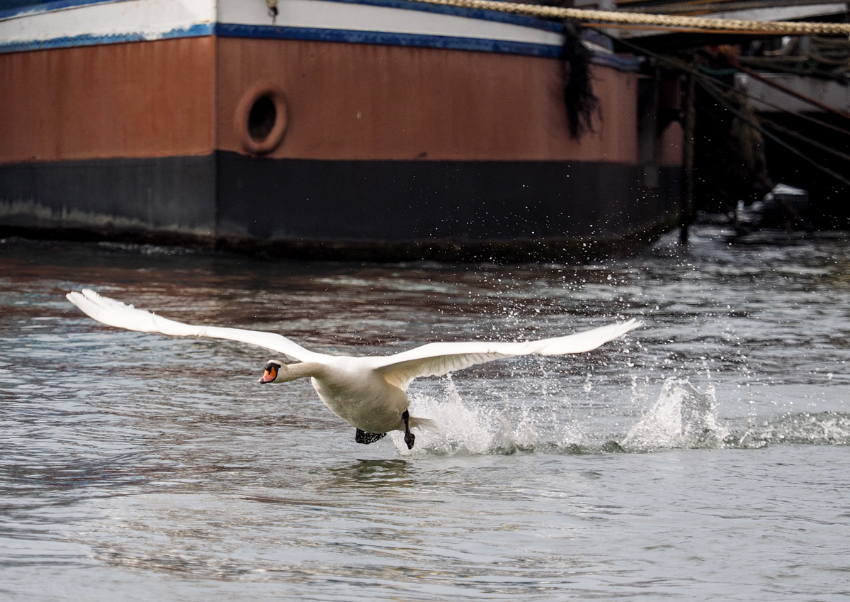 Schwan 2 .jpg Schwan 2 .jpg