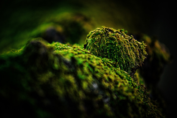 Pure Nature