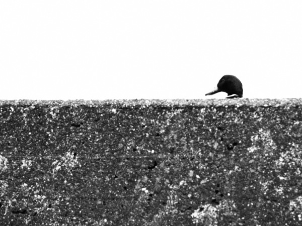 duck