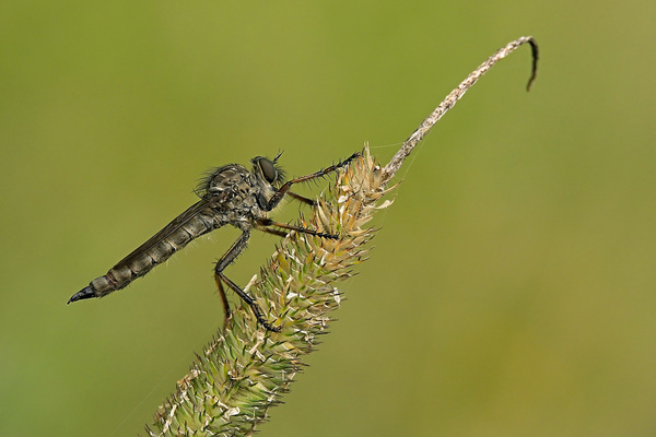 robber fly.jpg