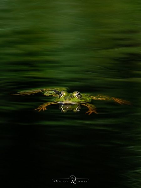 Frosch im grünen Raum