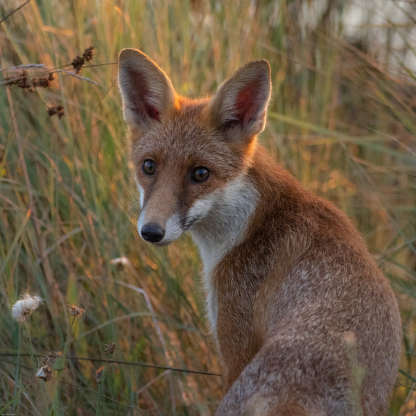 junger Fuchs