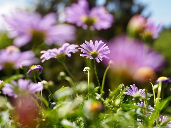 Asteraceae