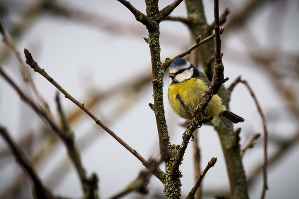 Blaumeise