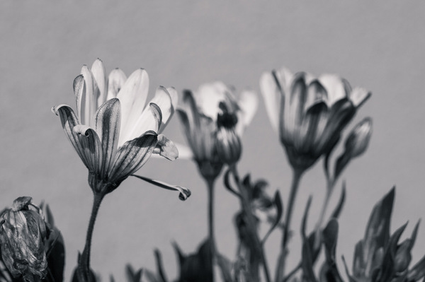 Florales ...