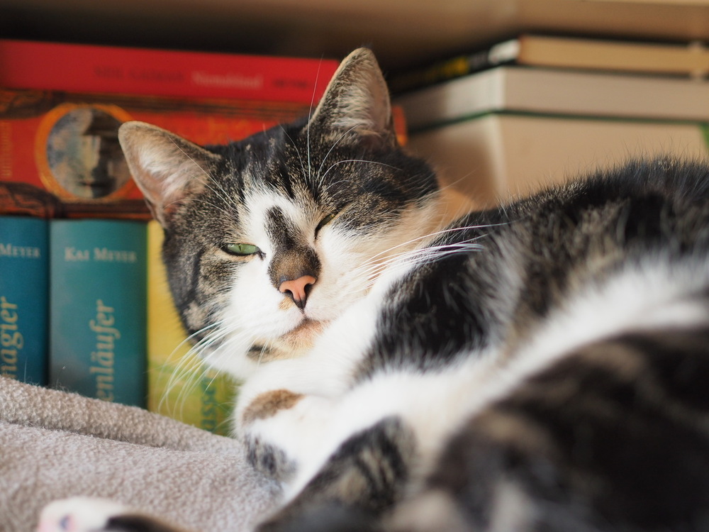 Katzen 9.jpg