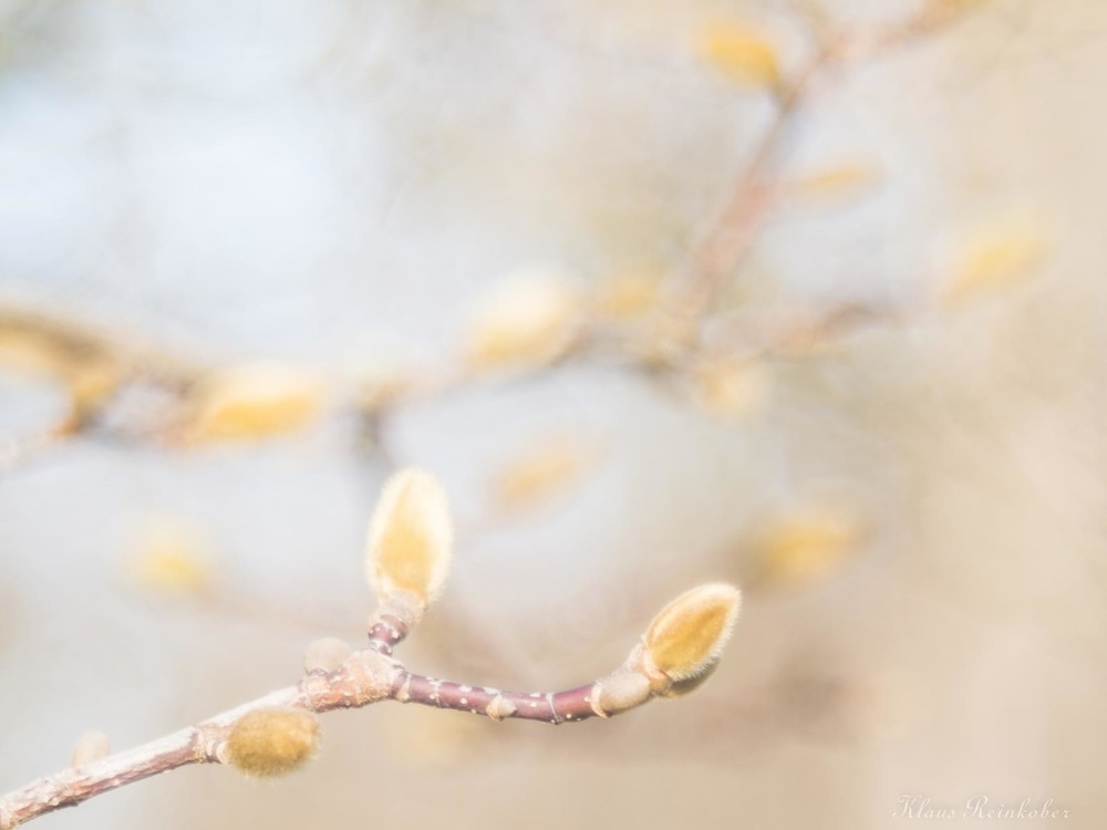 Vorfrühling.JPG