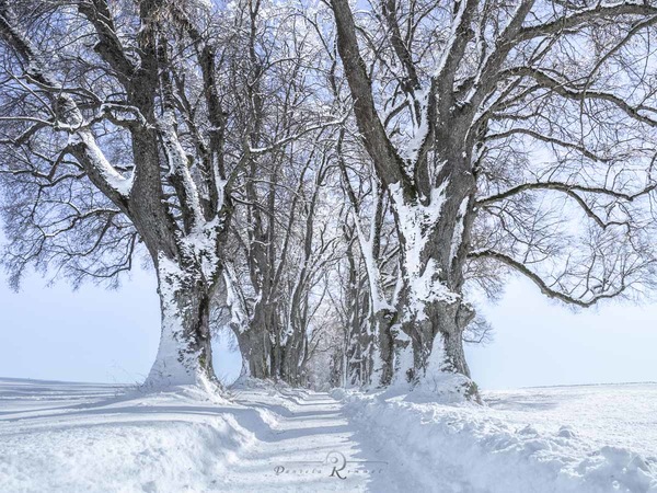 Allee