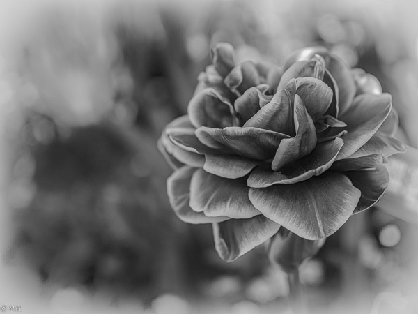 'Blümchen' SW