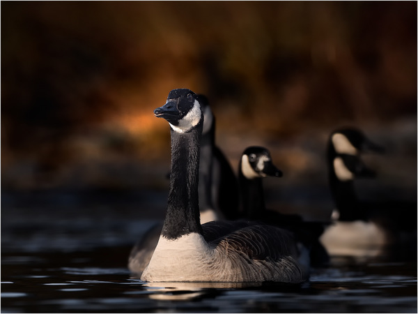 Leader of the Pack