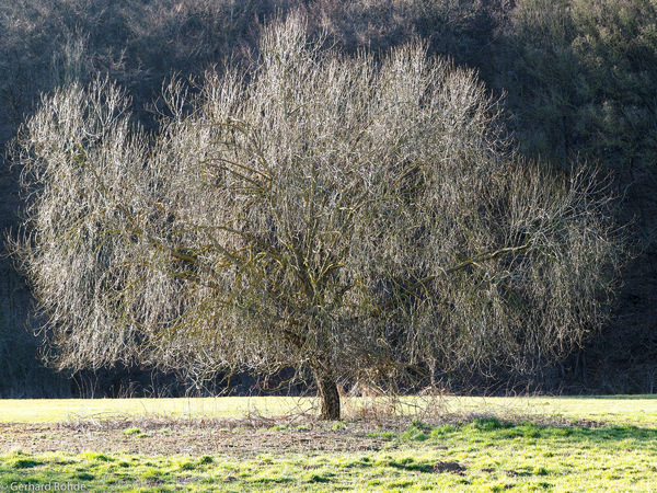 Vogelkirsche