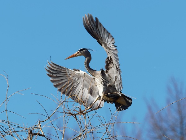 Graureiher (Ardea cinerea) ...