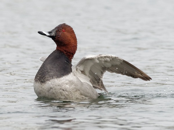 Tafelente (Aythya ferina, m)