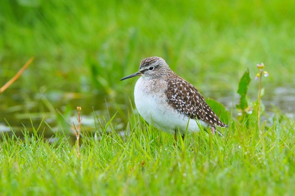 Bruchwasserläufer