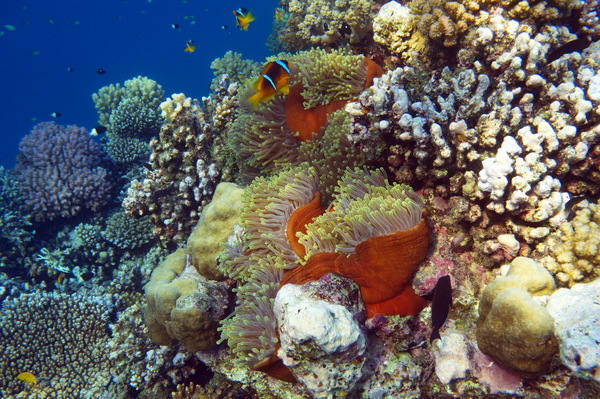 Rotmeer Anemonenfisch