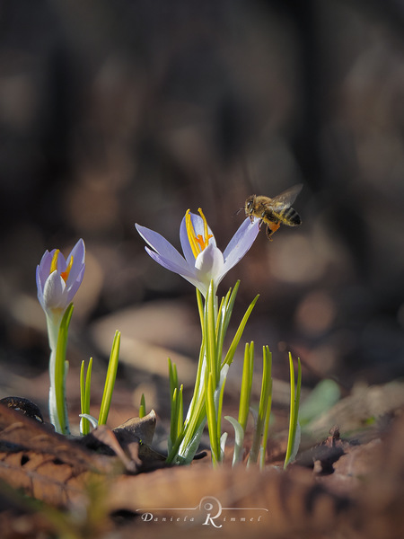 Bienchen