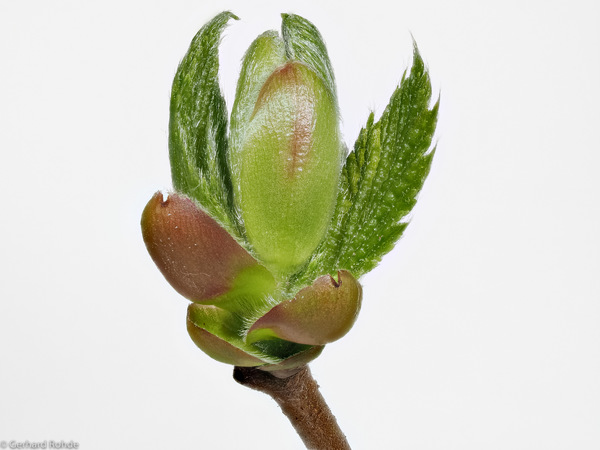 Strauchblüte