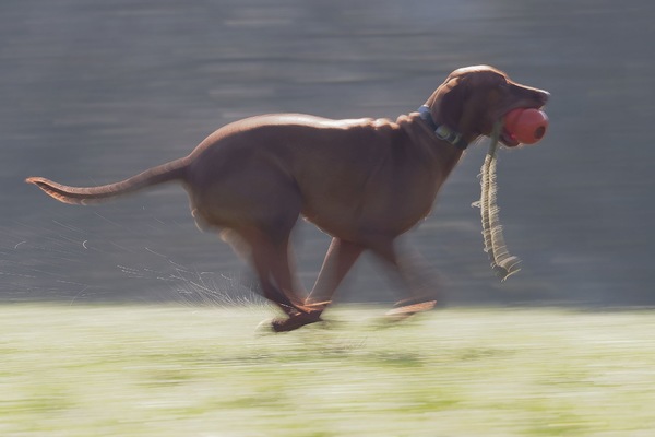 Cannonball_1