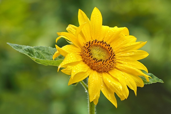 Sonnenblume