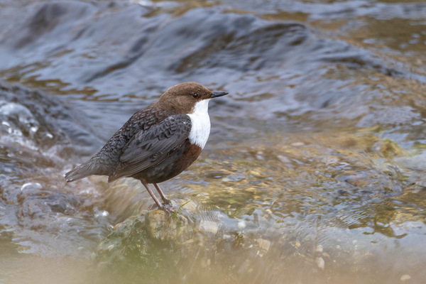 Wasseramsel.jpg