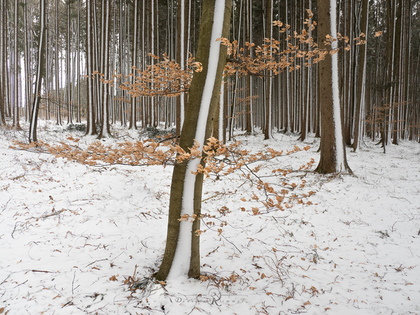 Winterwald.jpg