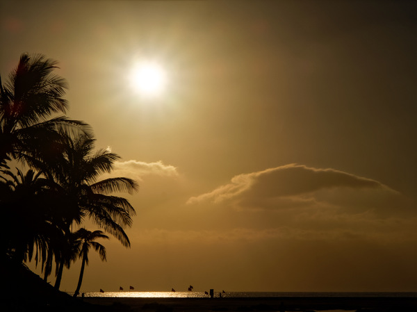 Tropical dream