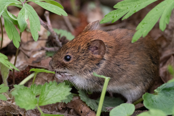 Waldmaus