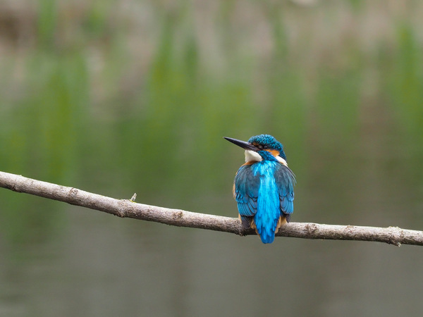 Eisvogel_sitzend.jpg
