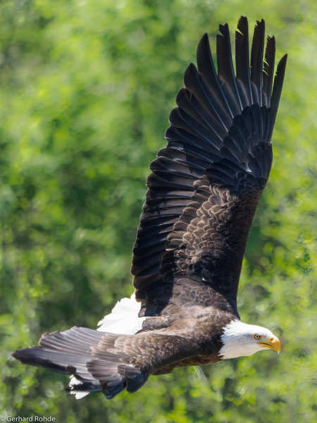 Weißkopfseeadler