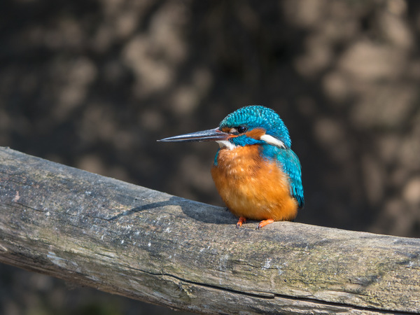 Eisvogelmann trifft dicke Bertha