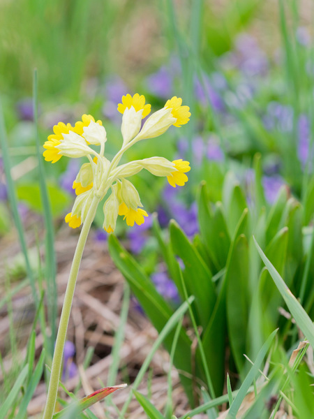Primula veris