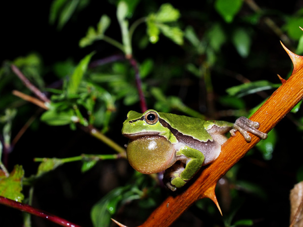 Laubfrosch