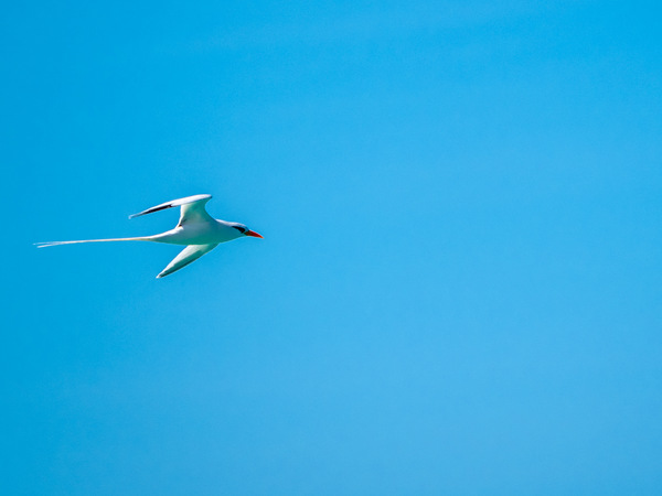 Long Tail