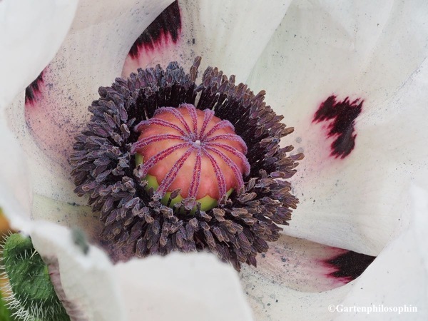 Interner Stack Mohn.jpg