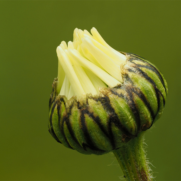 Margerite