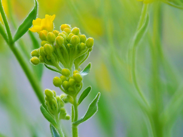 Blumengemälde
