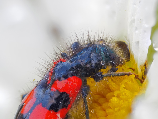 Gemeiner Bienenkäfer